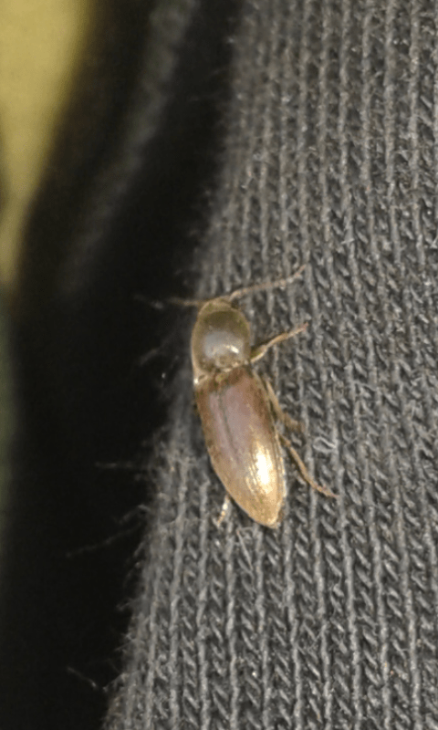 Elateridae: Agriotes sp.?